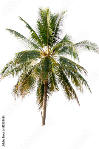 Fototapeta Naklejka Na Ścianę i Meble -  Coconut tree on white background