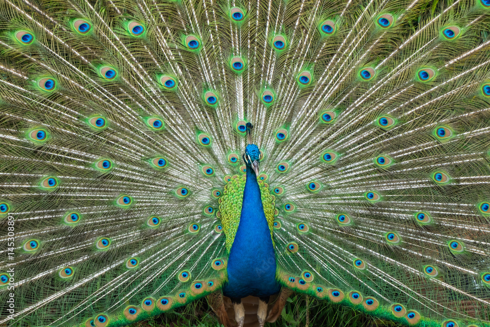 Obraz premium Beautiful peacock showing it feather