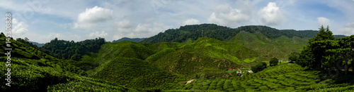 Beautiful panorama view at Cameron Highlands, Malaysia with green nature tea plantation near the hill. Image contain grain, noise and soft focus due nature composition.