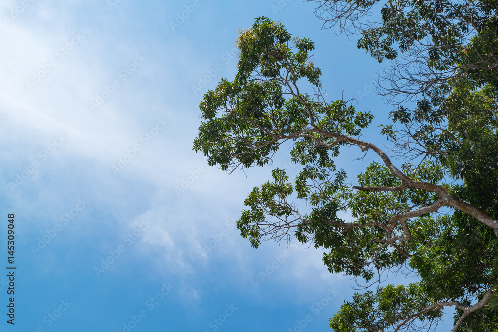 Fototapeta premium green tree over cloudy and blue sky background