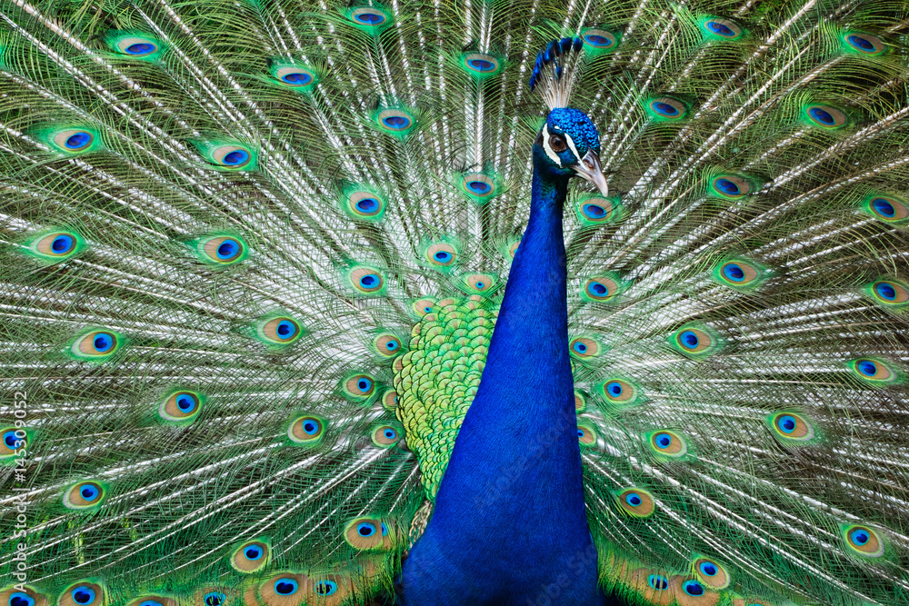 Fototapeta premium Beautiful peacock showing it feather