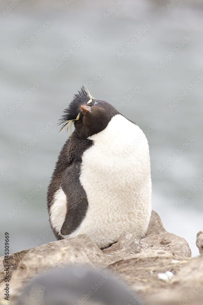 Fototapeta premium i need diet. Chubby Rockhopper penguin at Falkland Island