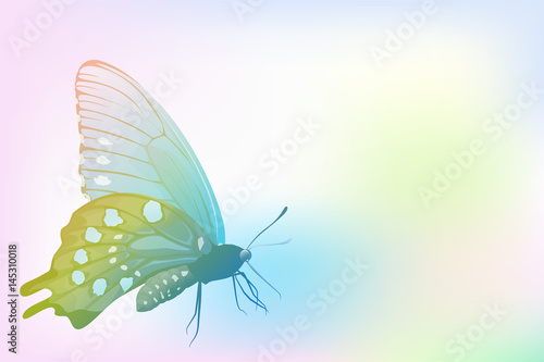 Butterfly on colorful gradient tone background