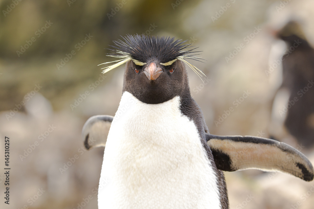 Fototapeta premium Rock hopper penguin close up. Opening wings.