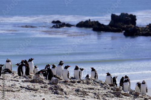 Gentoo penguin colony and ocean at Falkland Islands.
