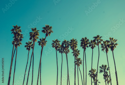 California high palms on the blue sky background photo