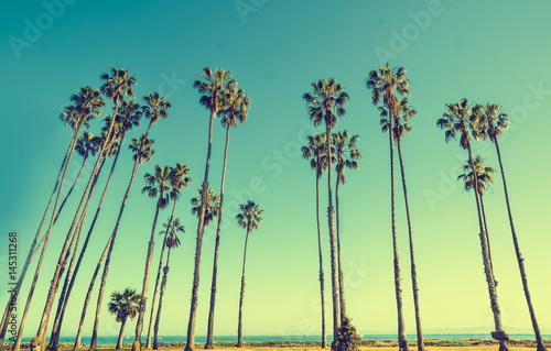 California hight palms on the blue sky background