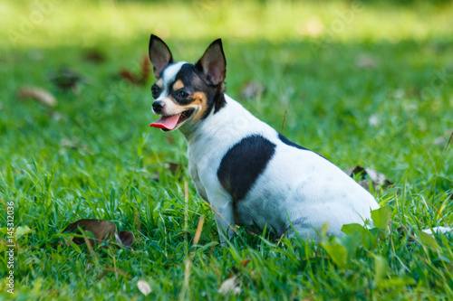 Chihuahua Dog Chihuahua Dog pet is cute.