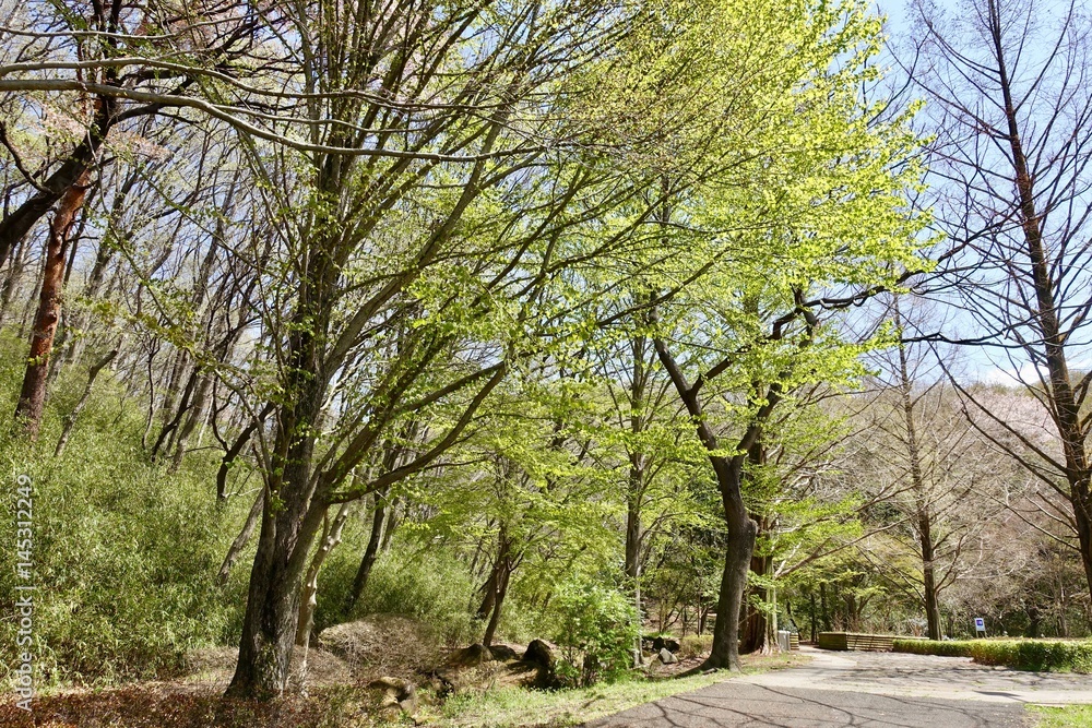 Obraz premium 桜ヶ丘公園の新緑