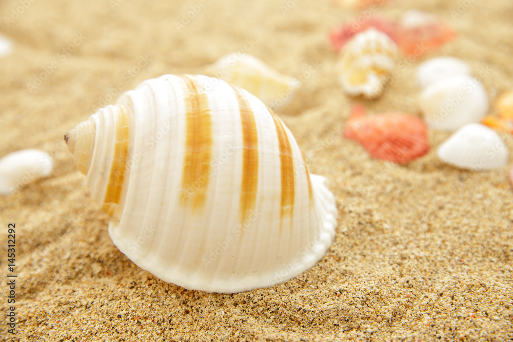 seashells on the sands seashells on the sands