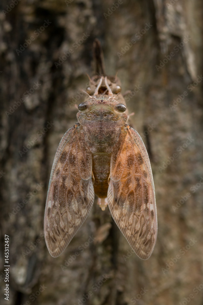 Fototapeta premium Cicada,insect.