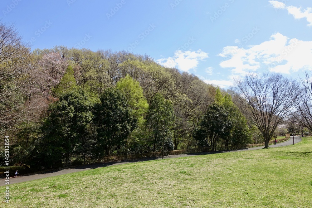 Obraz premium 桜ヶ丘公園の新緑