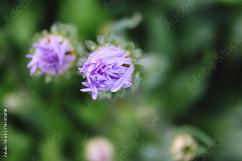 Aster garden. Pink inflorescence. Delicate petals. Horizontal. Green Garden. Sunny weather