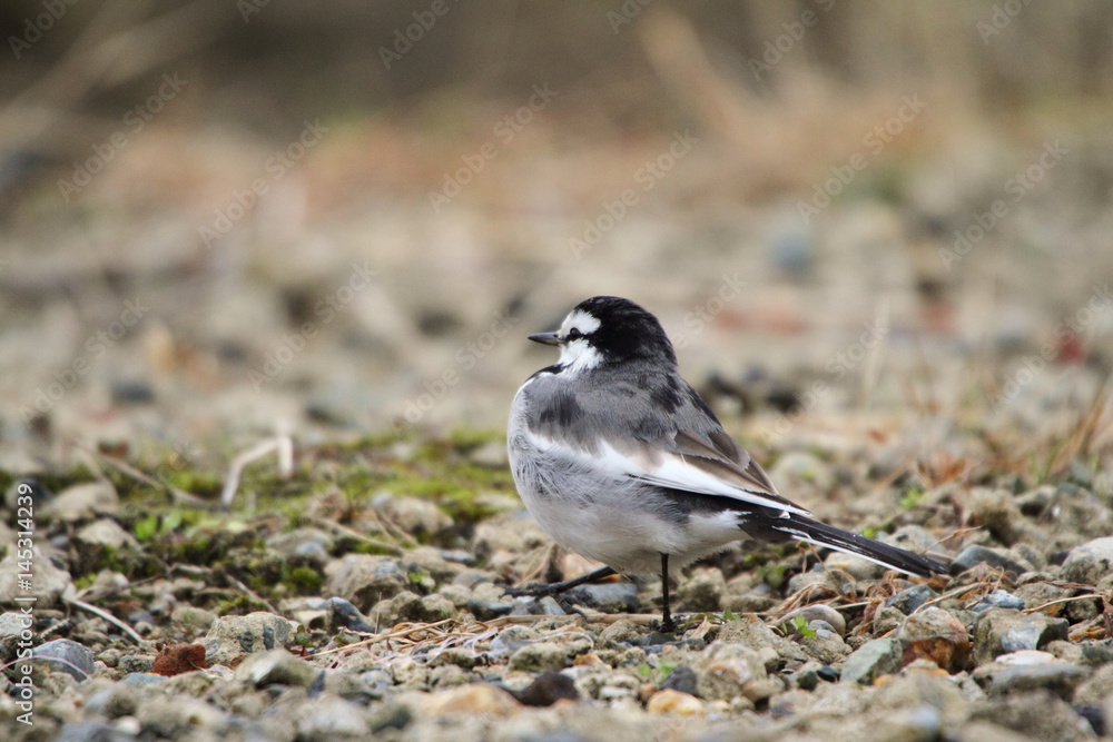 Naklejka premium ハクセキレイ