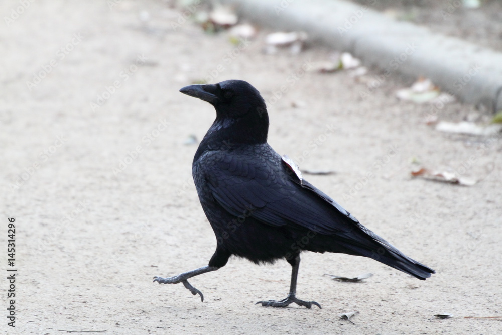 Fototapeta premium ハシボソガラス