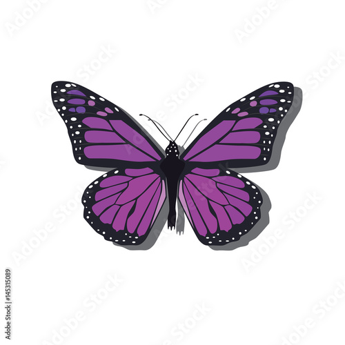 Vector isolated violet butterfly.