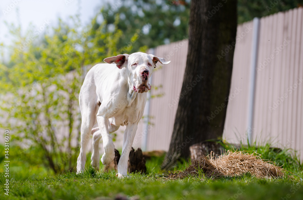 Obraz premium White great dane portrait