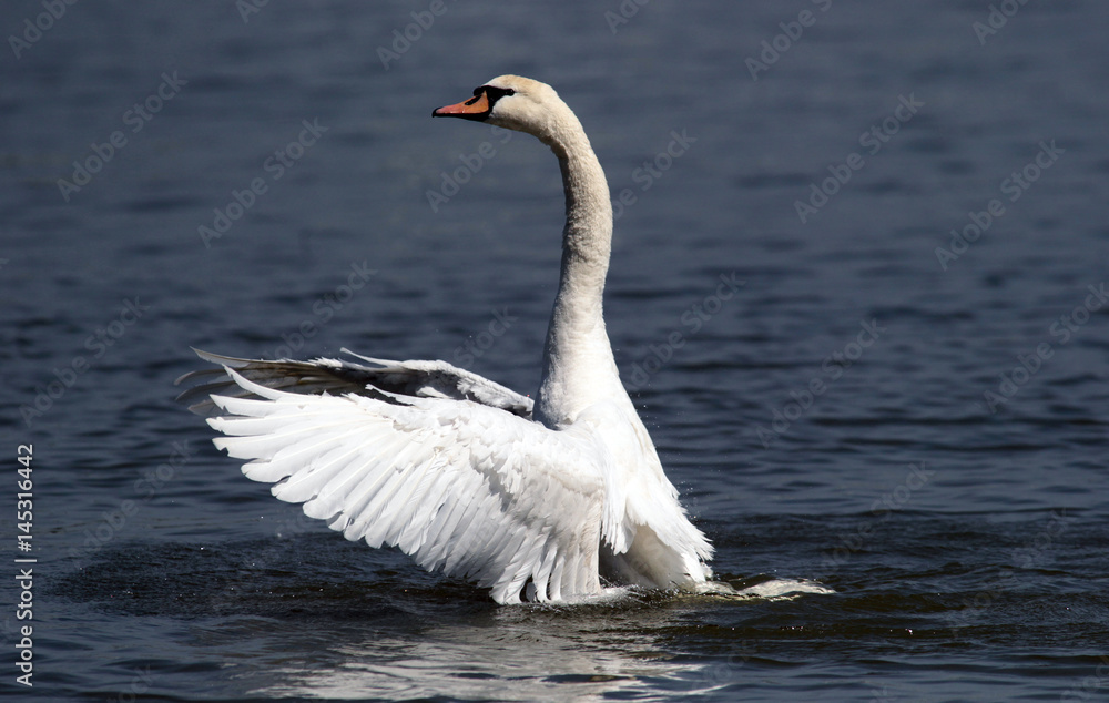 Fototapeta premium Angry wild swan splashing , mute swan spreads its wings on Danube river in Zemun, Belgrade, Serbia