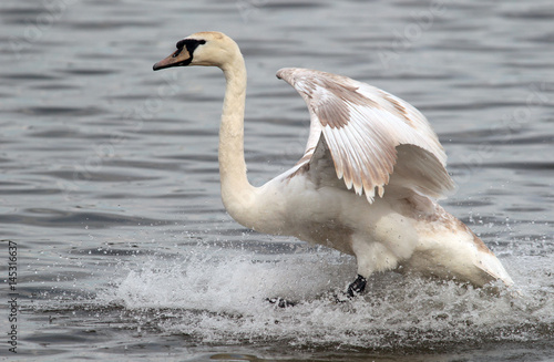 Mute swan landing on the Danube river in Zemun, Belgrade, Serbia.