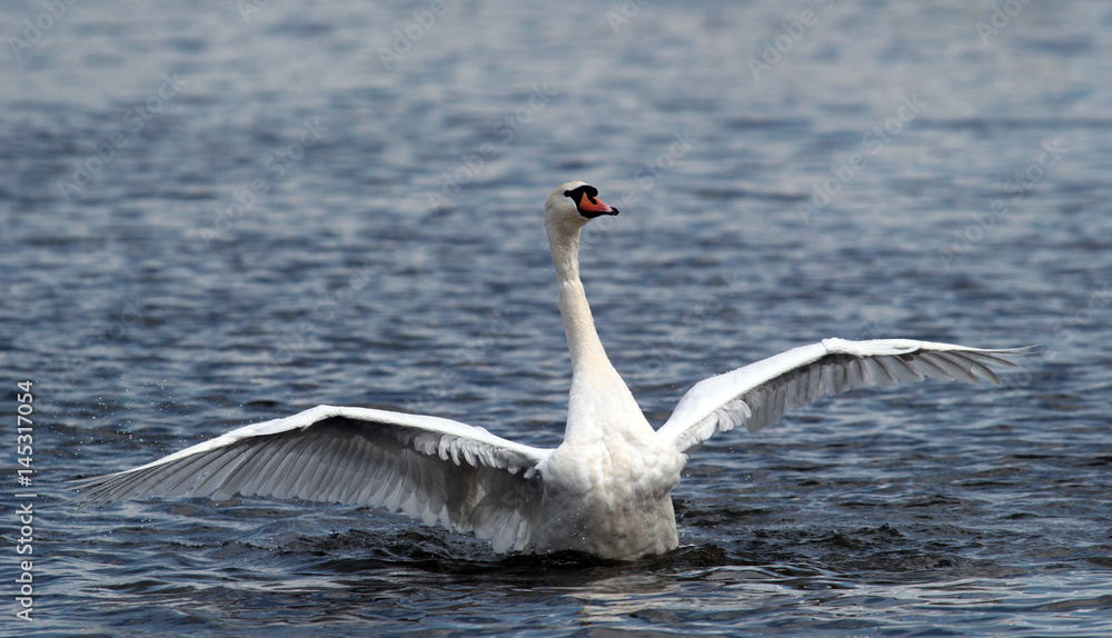 Obraz premium Angry wild swan splashing , mute swan spreads its wings on Danube river in Zemun, Belgrade, Serbia.