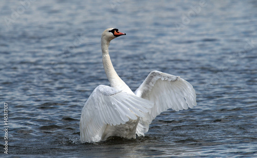 Angry wild swan splashing , mute swan spreads its wings on Danube river in Zemun, Belgrade, Serbia.