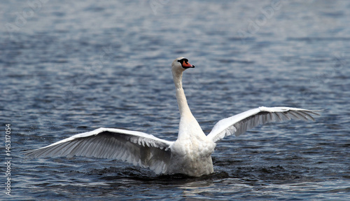 Angry wild swan splashing   mute swan spreads its wings on Danube river in Zemun  Belgrade  Serbia.