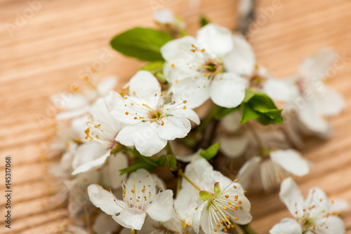 branch cherry blossoms on the table