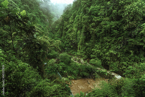 Fototapeta Naklejka Na Ścianę i Meble -  Tropical river with palm trees on both shores