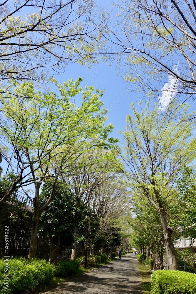 Obraz premium 多摩の新緑