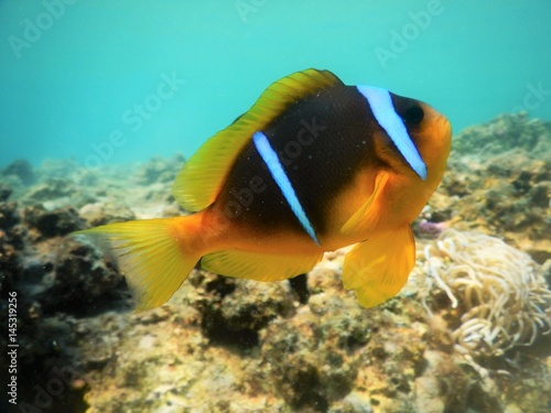 Clownfish photo