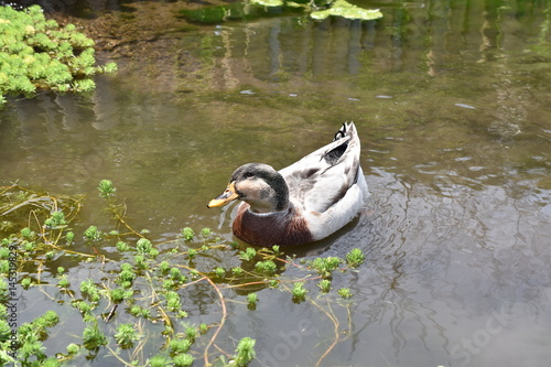 小首をかしげるカモ
