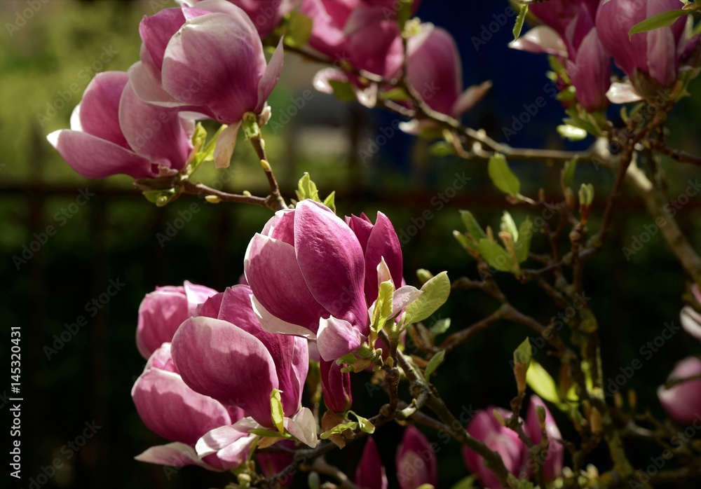 magnolia magnolia
