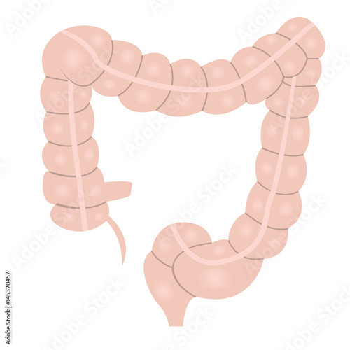 Billede på lærred Large intestine anatomy colorful drawing on a white background