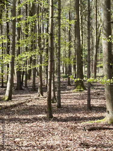 Spring woodland scene with new growth on trees and leaf litter on the ground