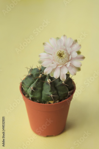 Pink cactus flower pot ,yellow background 