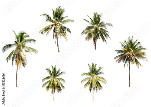 Different coconut palm trees on white isolation