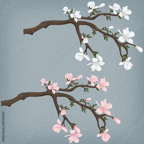 Vector illustration of a blooming magnolia branch. Pink and white magnolias