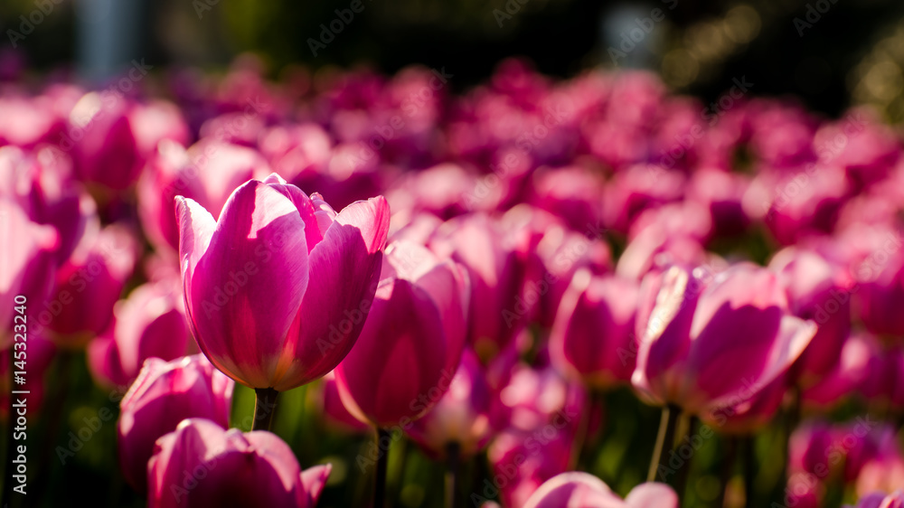 Fototapeta premium rosa Tulpen