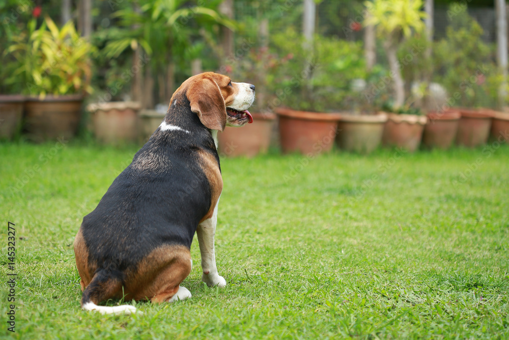 Purebred beagle dog alone at home
