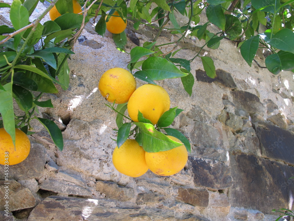 Orangenbaum an einer Mauer