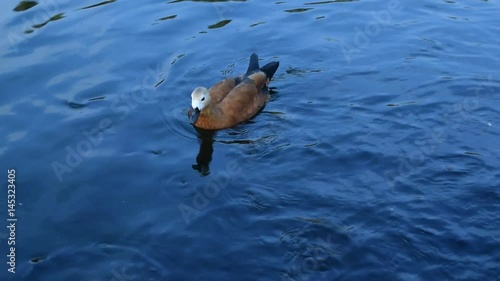 One ruddy shelduck swims in a pond, lake or river with clear blue water photo