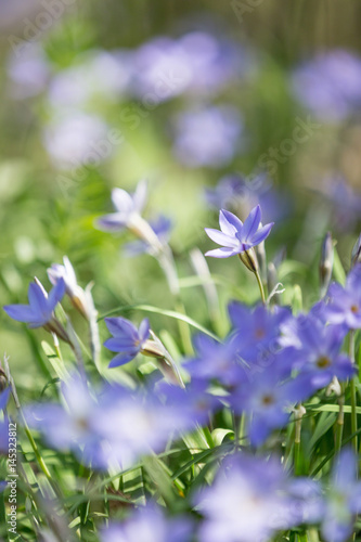 SPRING FLOWERS