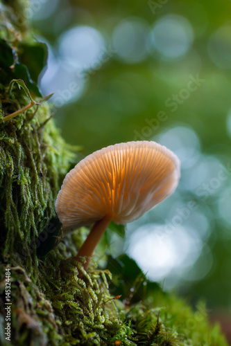 Mushroom growing in the forest moss.