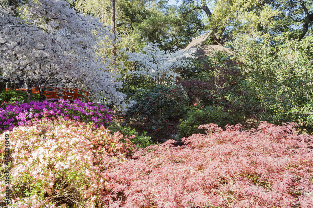 Beautiful flower blossom at Descanso Garden Beautiful flower blossom at Descanso Garden