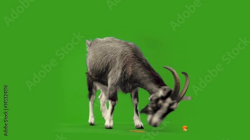 funny goat chews carrots
