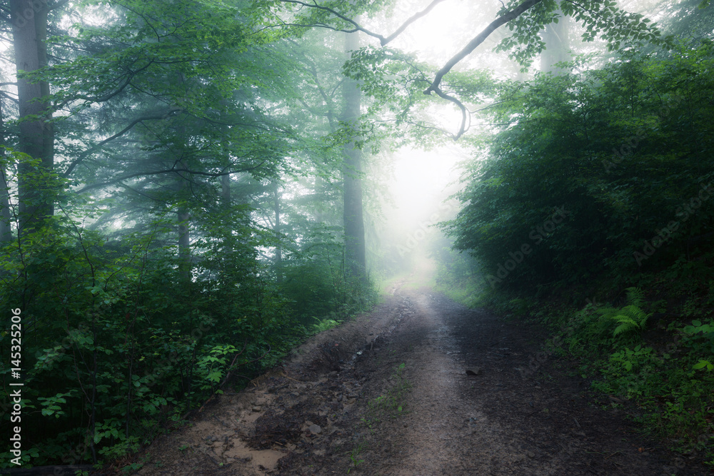 Fototapeta premium Summer green foggy forest