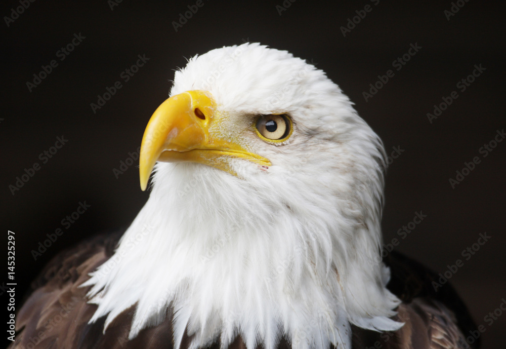 Obraz premium Weißkopfseeadler