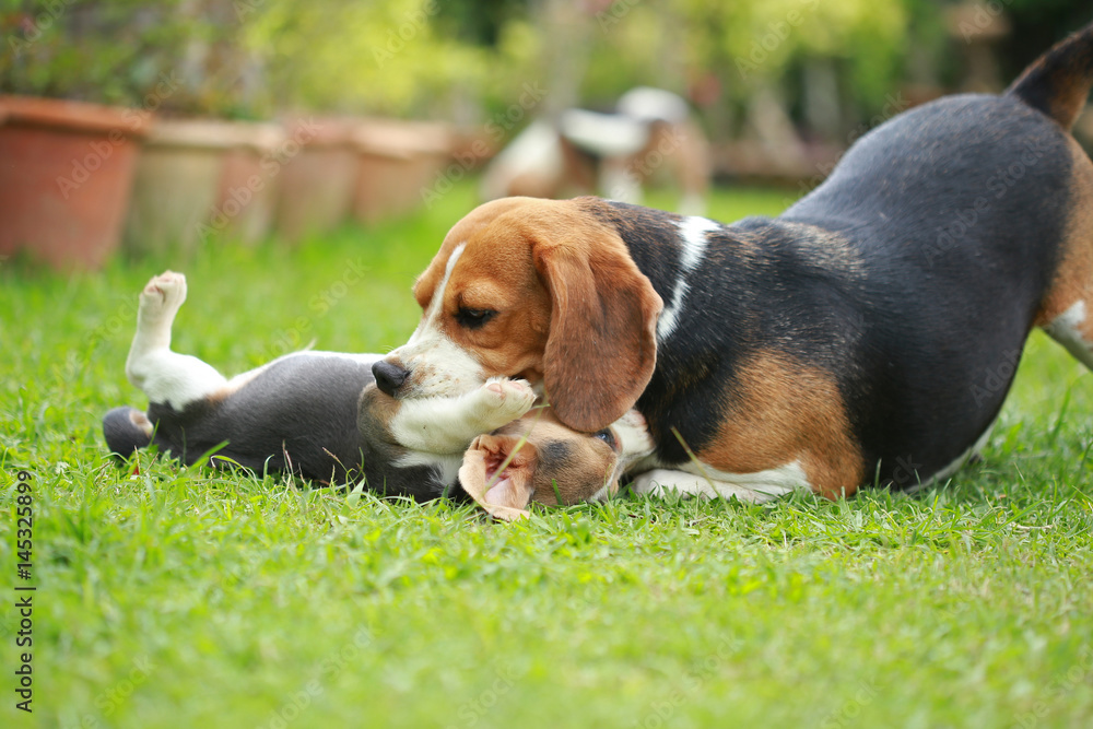 Purebred adult and puppy beagle dog are playing in lawn
