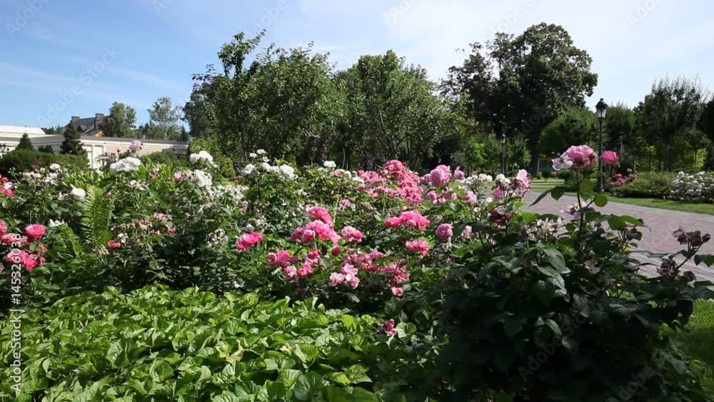 Trees in green city park. Sunny summer day