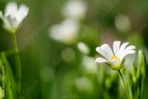 Frühblüher auf der Wiese grwöhnliches Hornkraut photo